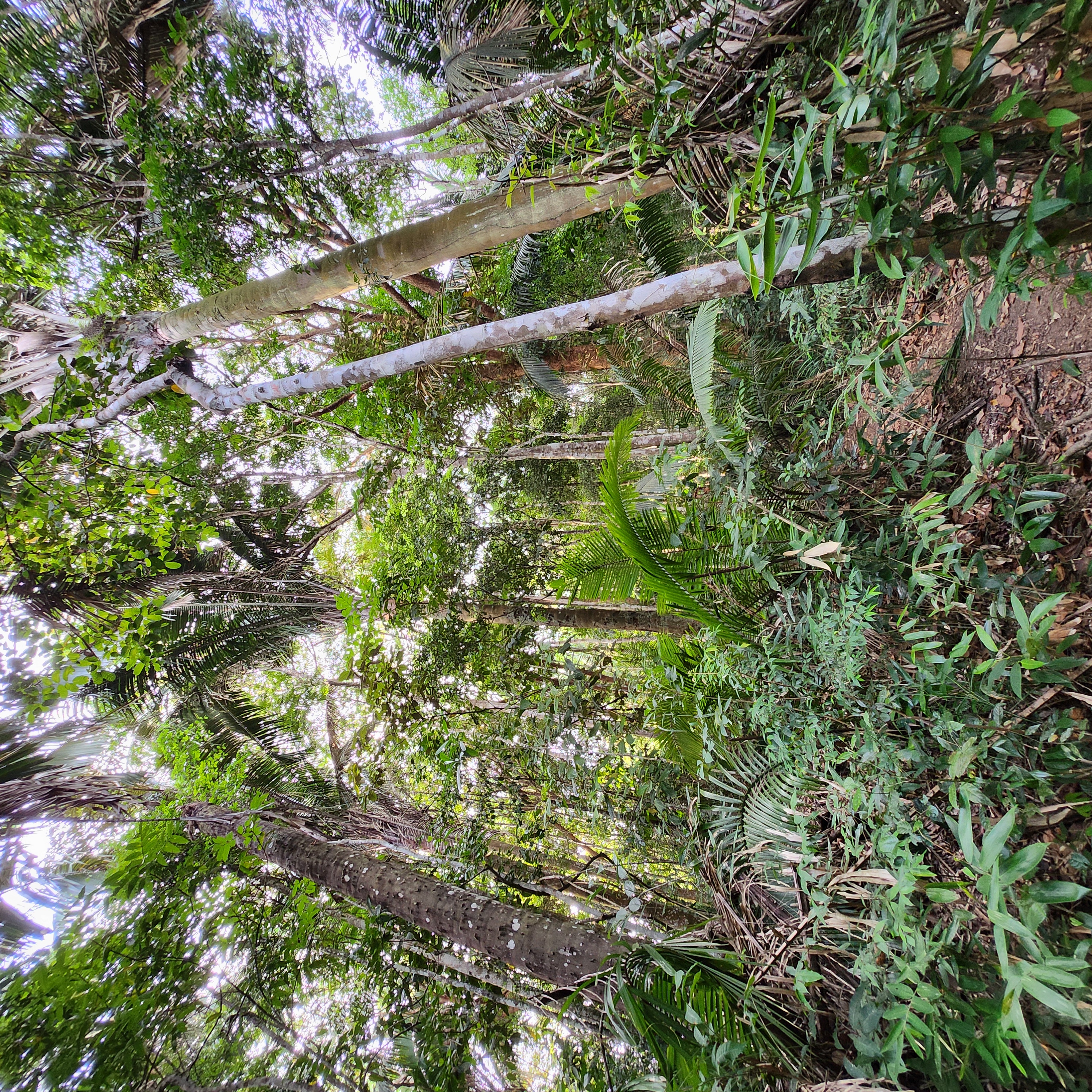 Caminho Ouricuri Mata